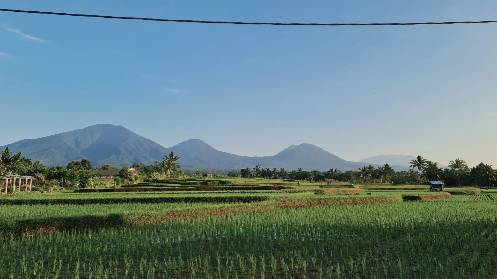 Green rice fields with mountains behind under a blue sky
