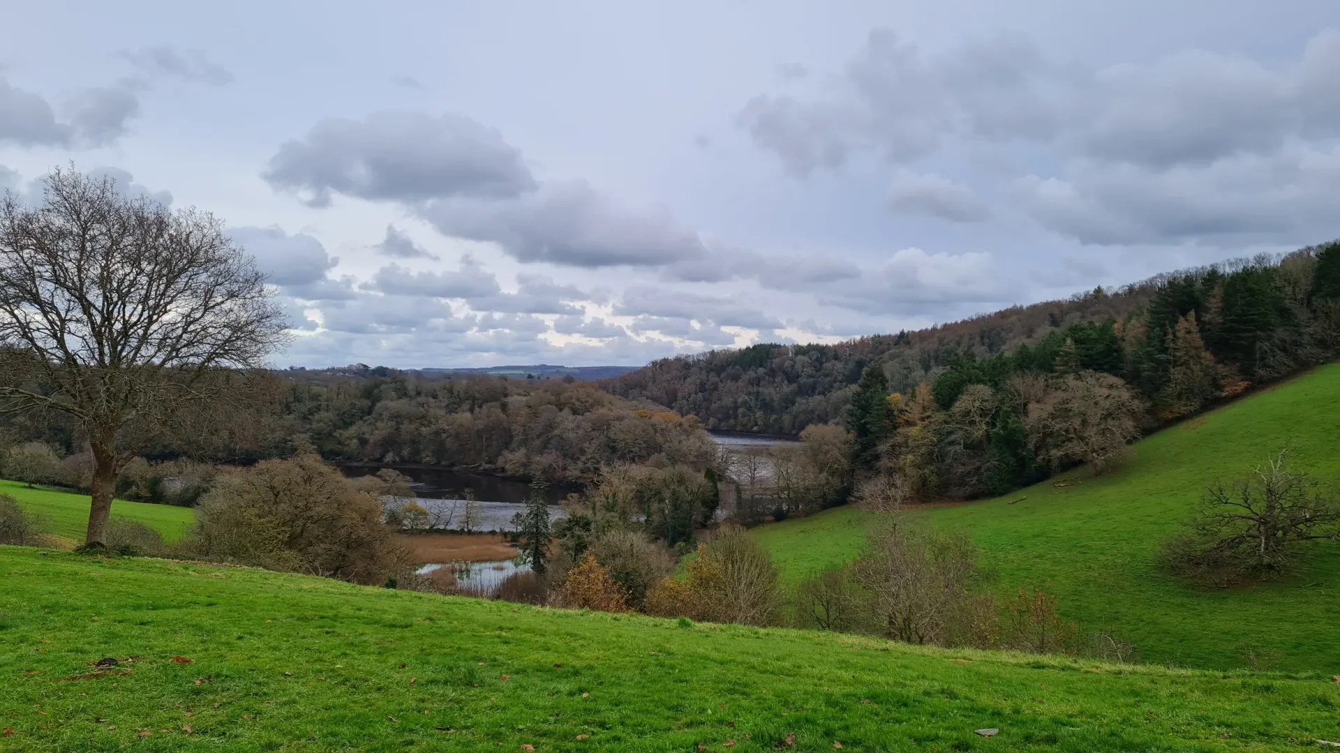 Green meadows and trees under a cloudy sky