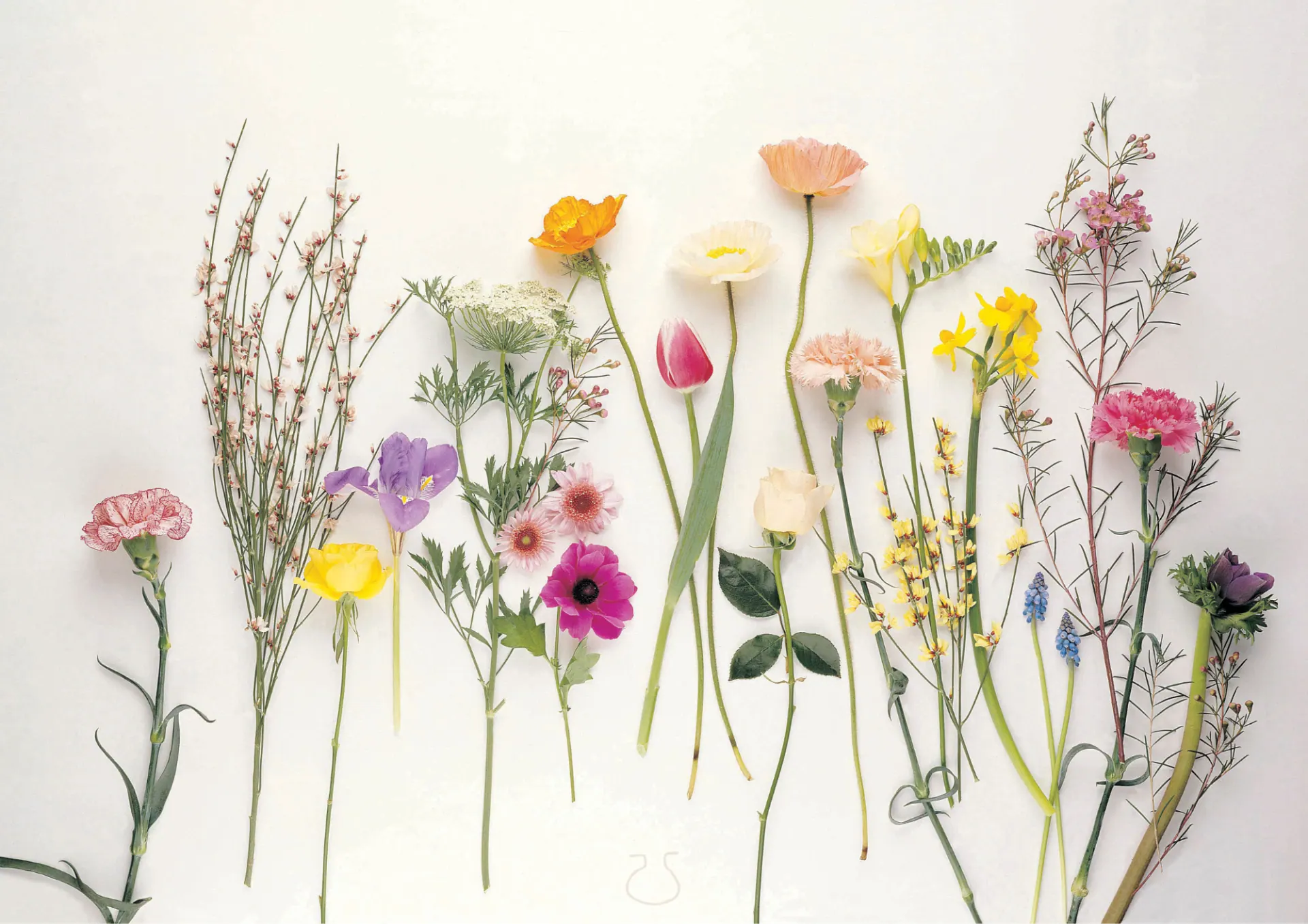Fresh-cut flowers in many colours laid out in a row on a white background