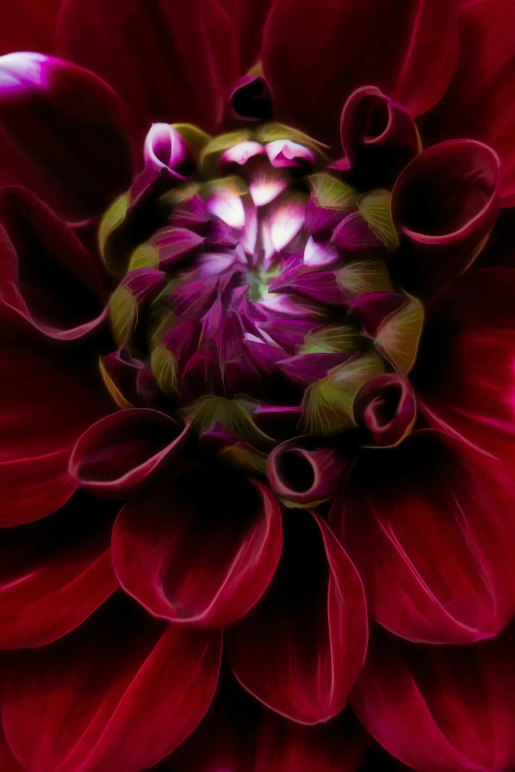 A deep red dahlia with a purple-green bud at its centre