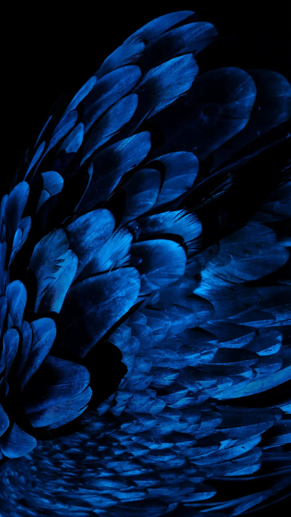 Close-up of deep blue feathers glowing against a black background