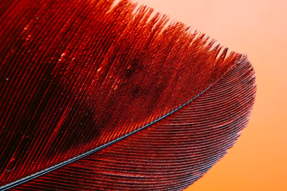 A single red feather on an orange background