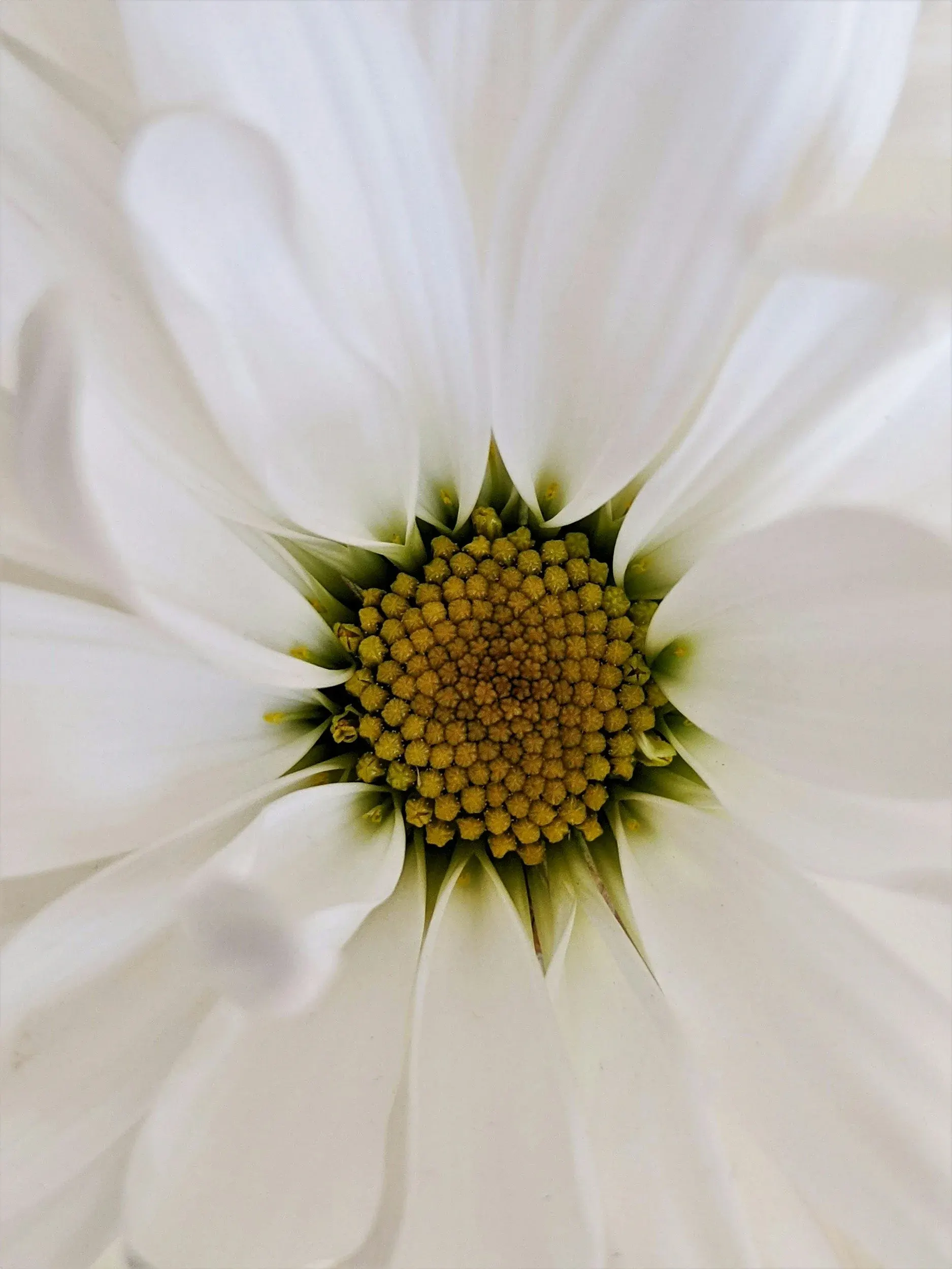 Close-up of a white daisy with a yellow-green centre
