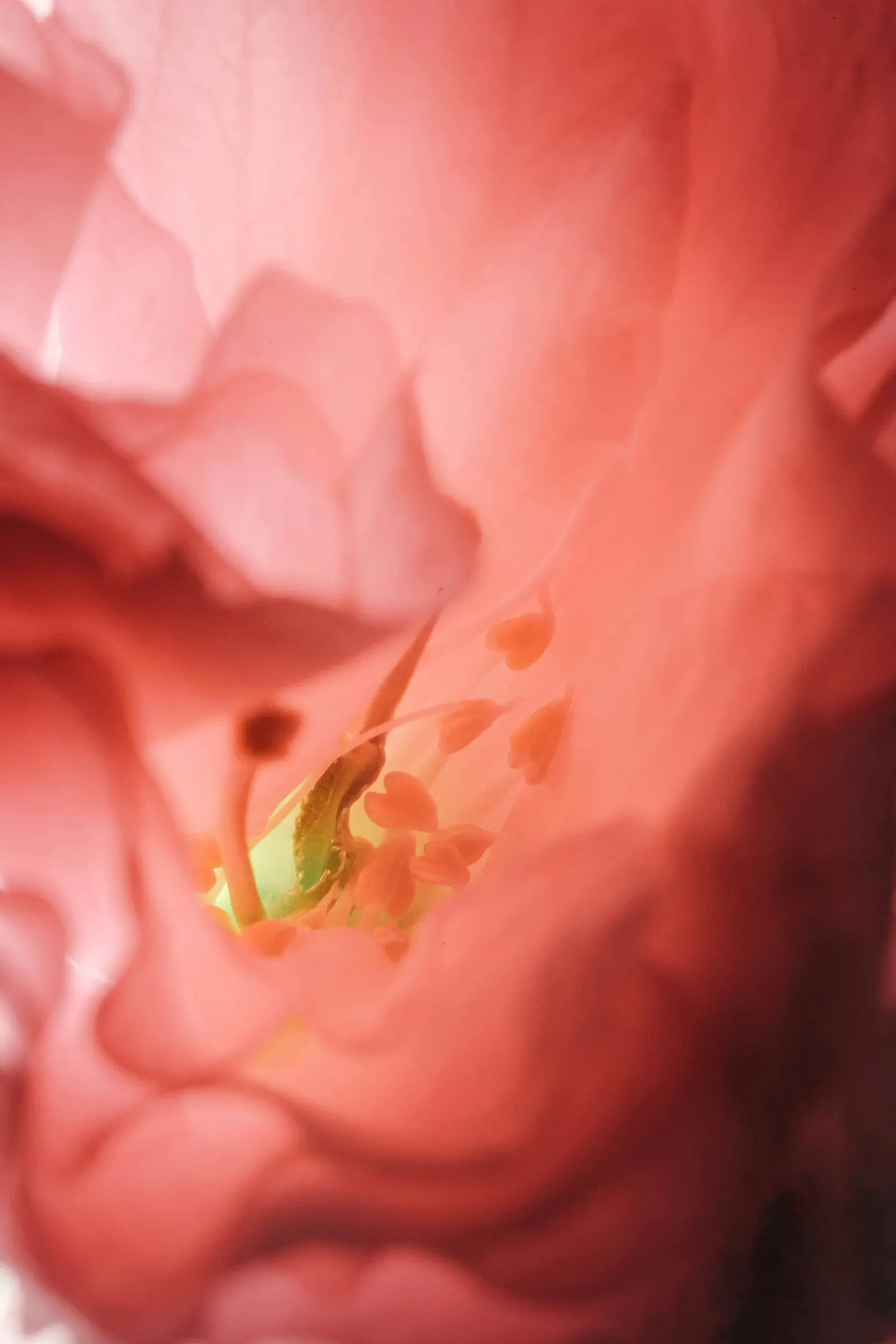 Soft close-up of the coral-pink heart of a rose with its stamens