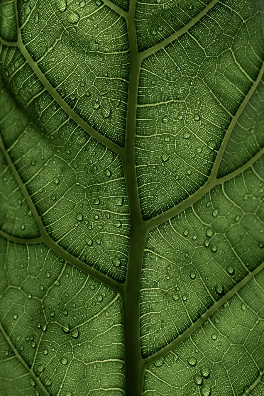 A backlit green leaf with drops of water on it