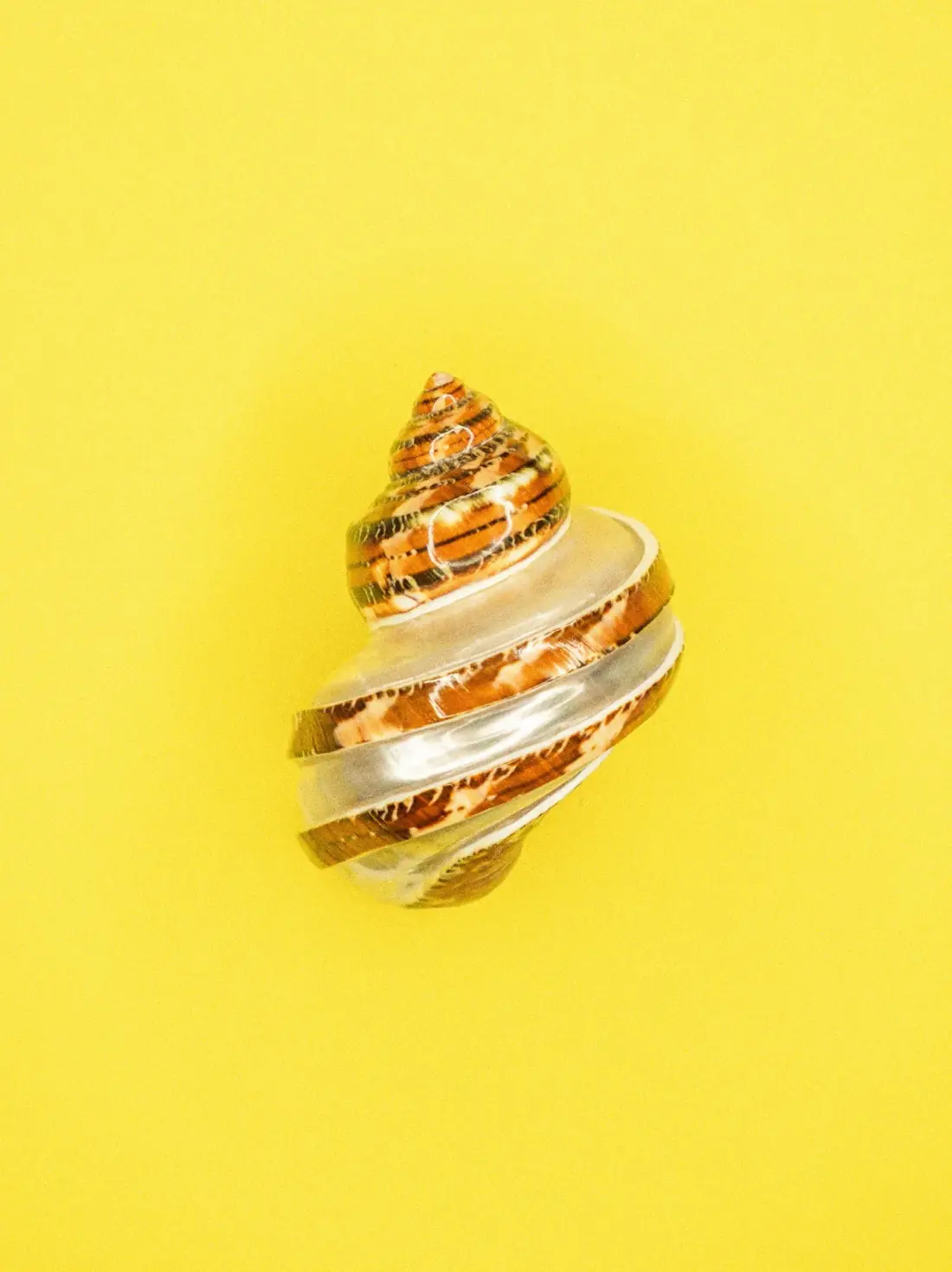 A spiral shell resting on a bright yellow background